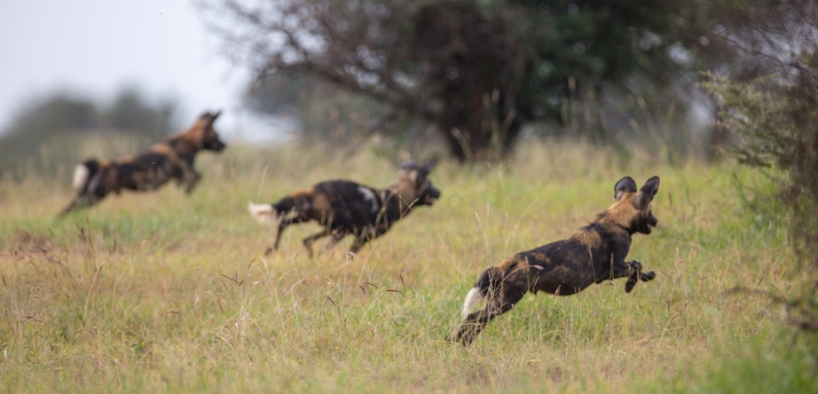 Wild dogs at Loisaba Tented Camp low res